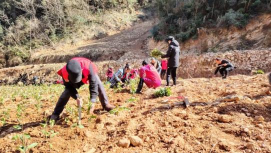 杯清茶背后的乡村振兴答卷K8凯发国际株洲醴陵：一(图3)