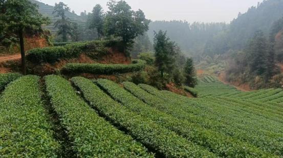 杯清茶背后的乡村振兴答卷K8凯发国际株洲醴陵：一(图2)